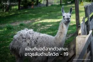 นักวิจัยจากศูนย์เทคโนโลยีชีวภาพทางการแพทย์-vib-ugent-ในประเท