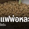 กาแฟ-กลายเป็นหนึ่งในพืชเศรษฐกิจของชาวชุมชนพื้นที่สูง-ที่หันม