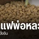 กาแฟ-กลายเป็นหนึ่งในพืชเศรษฐกิจของชาวชุมชนพื้นที่สูง-ที่หันม