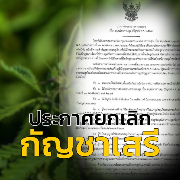 รัฐบาล-ยกเลิก-“กัญชาเสรี”-นำไปใช้ทางการแพทย์เท่านั้น-(feed-g-|-2025-06-24-14:02:00