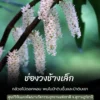 ช่องวงช้างเล็ก-กล้วยไม้ดอกหอม-จากผืนป่าอุทยานแห่งชาติใต้ร่มเ