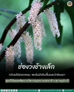 ช่องวงช้างเล็ก-กล้วยไม้ดอกหอม-จากผืนป่าอุทยานแห่งชาติใต้ร่มเ
