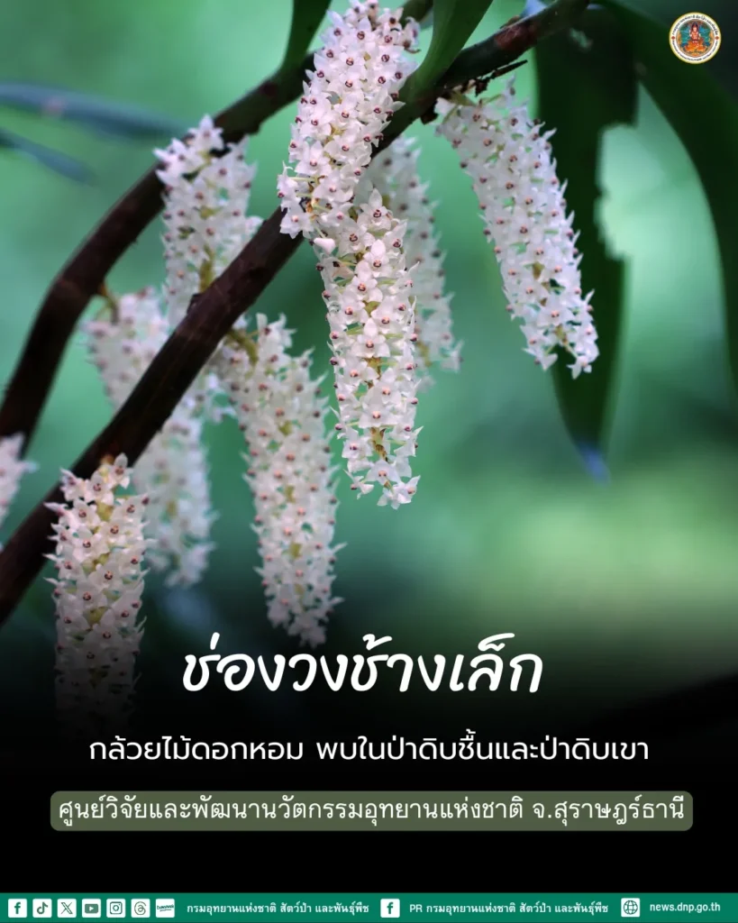 ช่องวงช้างเล็ก-กล้วยไม้ดอกหอม-จากผืนป่าอุทยานแห่งชาติใต้ร่มเ