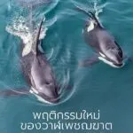 นักวิจัยพบวาฬเพชฌฆาตในมหาสมุทรแปซิฟิกตอนเหนือกำลังใช้ชิ้นสาห