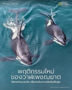นักวิจัยพบวาฬเพชฌฆาตในมหาสมุทรแปซิฟิกตอนเหนือกำลังใช้ชิ้นสาห