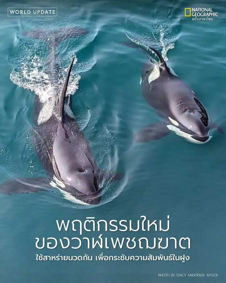 นักวิจัยพบวาฬเพชฌฆาตในมหาสมุทรแปซิฟิกตอนเหนือกำลังใช้ชิ้นสาห