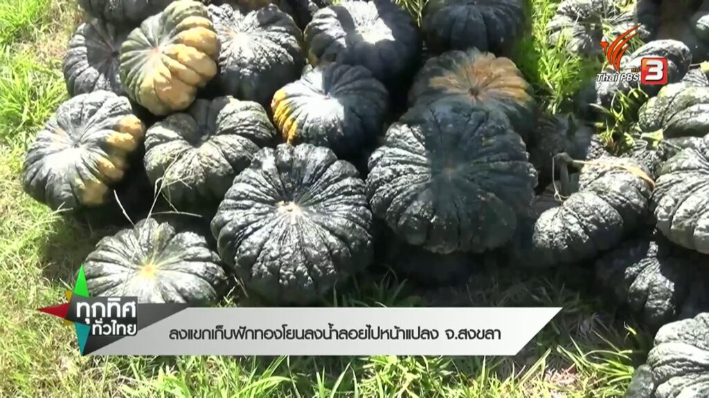 ลงแขกเก็บฟักทองโยนลงน้ำ-ลอยไปหน้าแปลง-จ.สงขลา-ข่าวที่คุณวาง