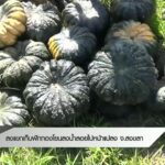 ลงแขกเก็บฟักทองโยนลงน้ำ-ลอยไปหน้าแปลง-จ.สงขลา-ข่าวที่คุณวาง