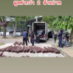 จับไม้พะยูง-สืบโรงพักสิงหนครสืบภาค9ไหวพริบดีจับไม้พะยูง60ท่-|-2025-06-27-08:15:00