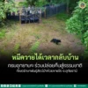 หมีควาย-4-ตัว-“กองทัพ-น้ำเมย-เจ้าขุน-เจ้าเขา”-กลับบ้าน-เ
