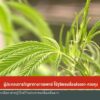 ผู้ประกอบการกัญชาทางการแพทย์-จี้รัฐชัดเจนเรื่องส่งออก-ควบคุม