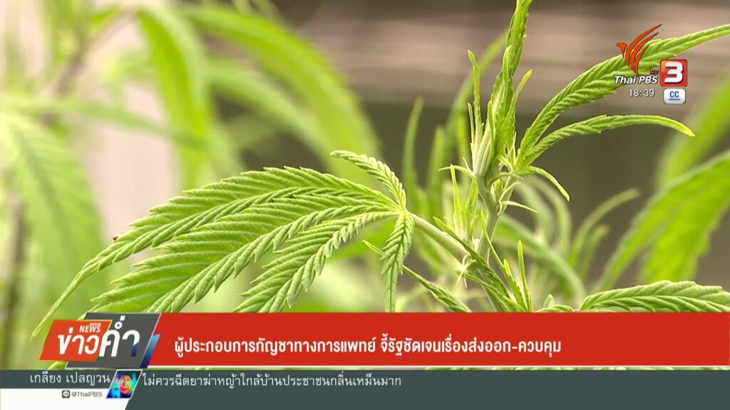 ผู้ประกอบการกัญชาทางการแพทย์-จี้รัฐชัดเจนเรื่องส่งออก-ควบคุม