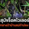 พบสุนัข-พันธุ์ร็อตไวเลอร์-ถูกทอดทิ้งกลางป่าบ้านแม่กำปอง-จังห