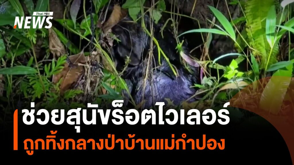 พบสุนัข-พันธุ์ร็อตไวเลอร์-ถูกทอดทิ้งกลางป่าบ้านแม่กำปอง-จังห