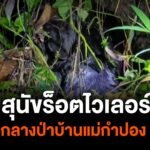 พบสุนัข-พันธุ์ร็อตไวเลอร์-ถูกทอดทิ้งกลางป่าบ้านแม่กำปอง-จังห