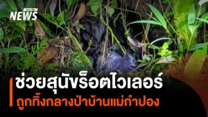 พบสุนัข-พันธุ์ร็อตไวเลอร์-ถูกทอดทิ้งกลางป่าบ้านแม่กำปอง-จังห