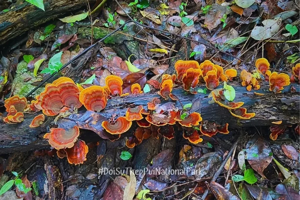 เมื่อสายฝนโปรยปราย-โลกของเห็ดก็เบิกบาน-ที่อุทยานแห่งชาติดอยส
