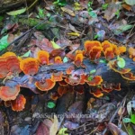 เมื่อสายฝนโปรยปราย-โลกของเห็ดก็เบิกบาน-ที่อุทยานแห่งชาติดอยส