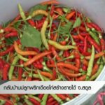 กลับบ้านปลูกพริกเดือยไก่สร้างรายได้-จ.สตูล-