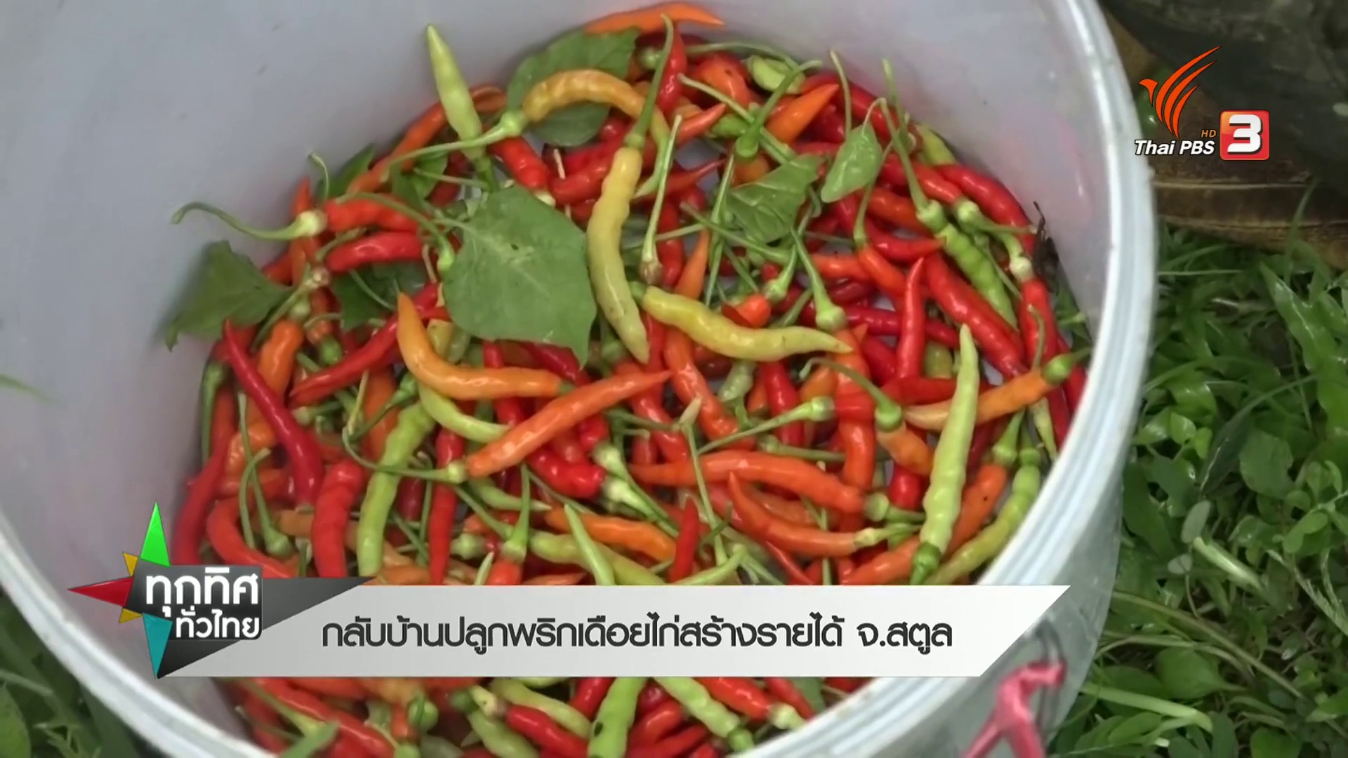 กลับบ้านปลูกพริกเดือยไก่สร้างรายได้-จ.สตูล-