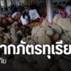 จังหวัดสุโขทัยนำทุเรียนเป็นลูกๆ-มาถวายให้พระ-ในช่วงงานบุญสลา