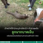 เจ้าหน้าที่สำนักอนุรักษ์สัตว์ป่า-เข้าช่วยเหลือลูกนากบาดเจ็บ