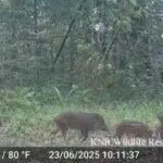 นับไม่ถ้วน-ฝูงหมูป่า-เดินผ่านกล้องดักถ่ายสัตว์ป่า-ในพื้นท