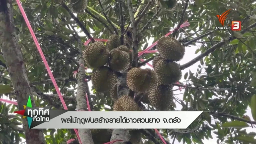ผลไม้ฤดูฝน-สร้างรายได้ชาวสวนยาง-จ.ตรัง--#tha