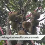 ผลไม้ฤดูฝน-สร้างรายได้ชาวสวนยาง-จ.ตรัง--#tha