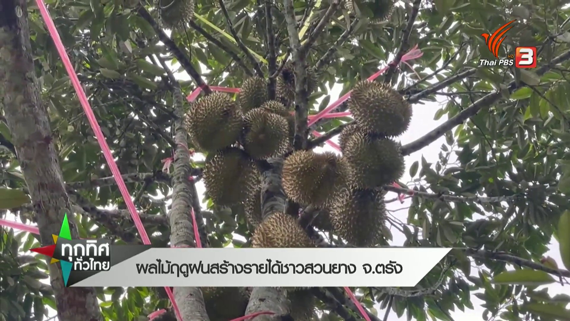 ผลไม้ฤดูฝน-สร้างรายได้ชาวสวนยาง-จ.ตรัง--#tha