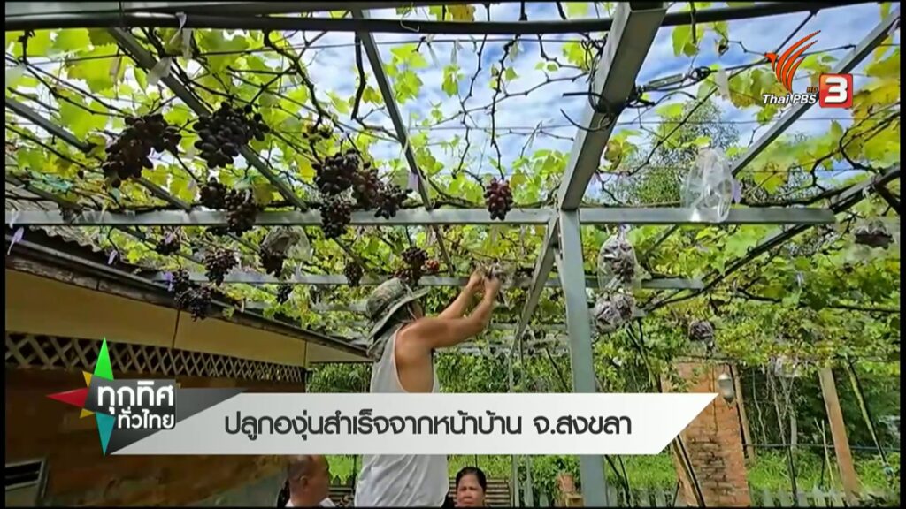 ปลูกองุ่นสำเร็จจากหน้าบ้าน-จ.สงขลา--