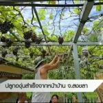 ปลูกองุ่นสำเร็จจากหน้าบ้าน-จ.สงขลา--