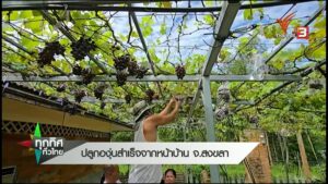 ปลูกองุ่นสำเร็จจากหน้าบ้าน-จ.สงขลา--