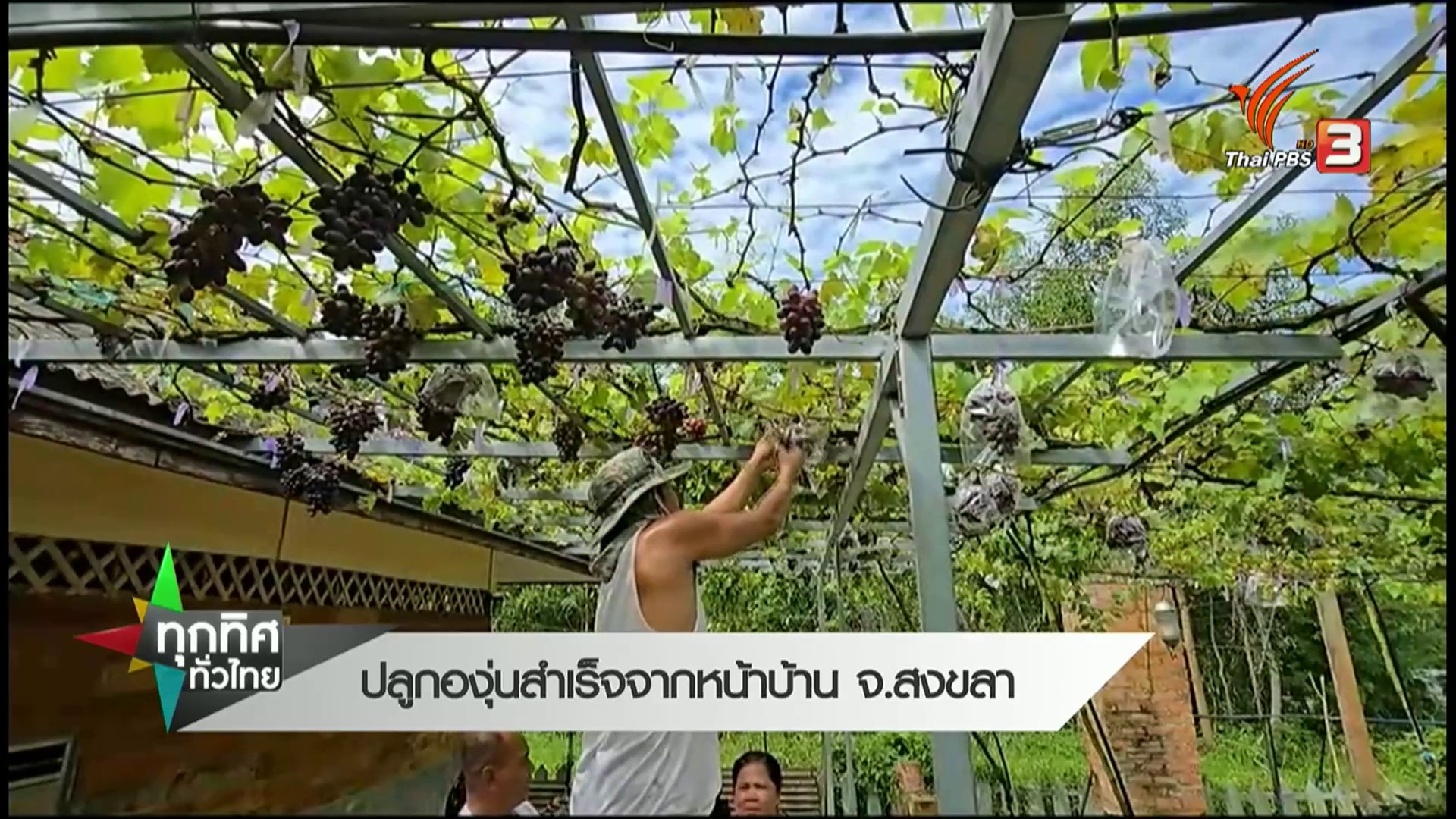ปลูกองุ่นสำเร็จจากหน้าบ้าน-จ.สงขลา--