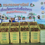 or-–-พาณิชย์-ช่วยเหลือเกษตรกร-เดินหน้าเชื่อมโยงรับซื้อมังคุดใต้-สร้างรายได้สู่ชุมชน