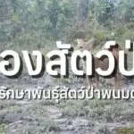ชมเหล่าสัตว์ป่าในทุ่งกบาลกะไบ-ผ่านกล้องดักถ่ายจาก-เขตรักษาพ