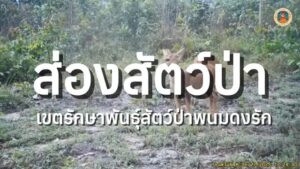 ชมเหล่าสัตว์ป่าในทุ่งกบาลกะไบ-ผ่านกล้องดักถ่ายจาก-เขตรักษาพ
