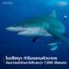 ฉลามหัวบาตรเพศเมียตัวหนึ่งได้สร้างสถิติใหม่-ด้วยการว่ายน้ำเป