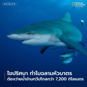 ฉลามหัวบาตรเพศเมียตัวหนึ่งได้สร้างสถิติใหม่-ด้วยการว่ายน้ำเป