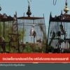 จ่อปลดล็อกนกปรอดหัวโขน-แต่ยังกังวลกระทบนกธรรมชาติ-ข่าวที่คุ