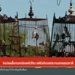 จ่อปลดล็อกนกปรอดหัวโขน-แต่ยังกังวลกระทบนกธรรมชาติ-ข่าวที่คุ