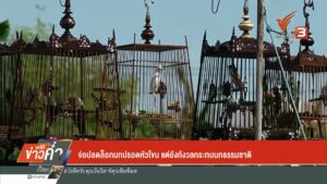 จ่อปลดล็อกนกปรอดหัวโขน-แต่ยังกังวลกระทบนกธรรมชาติ-ข่าวที่คุ