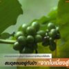 (6/7/68)-สมดุลคนอยู่กับป่า-จากใบเมี่ยงสู่กาแฟ-ชุมชนบ้านป๊อกใ