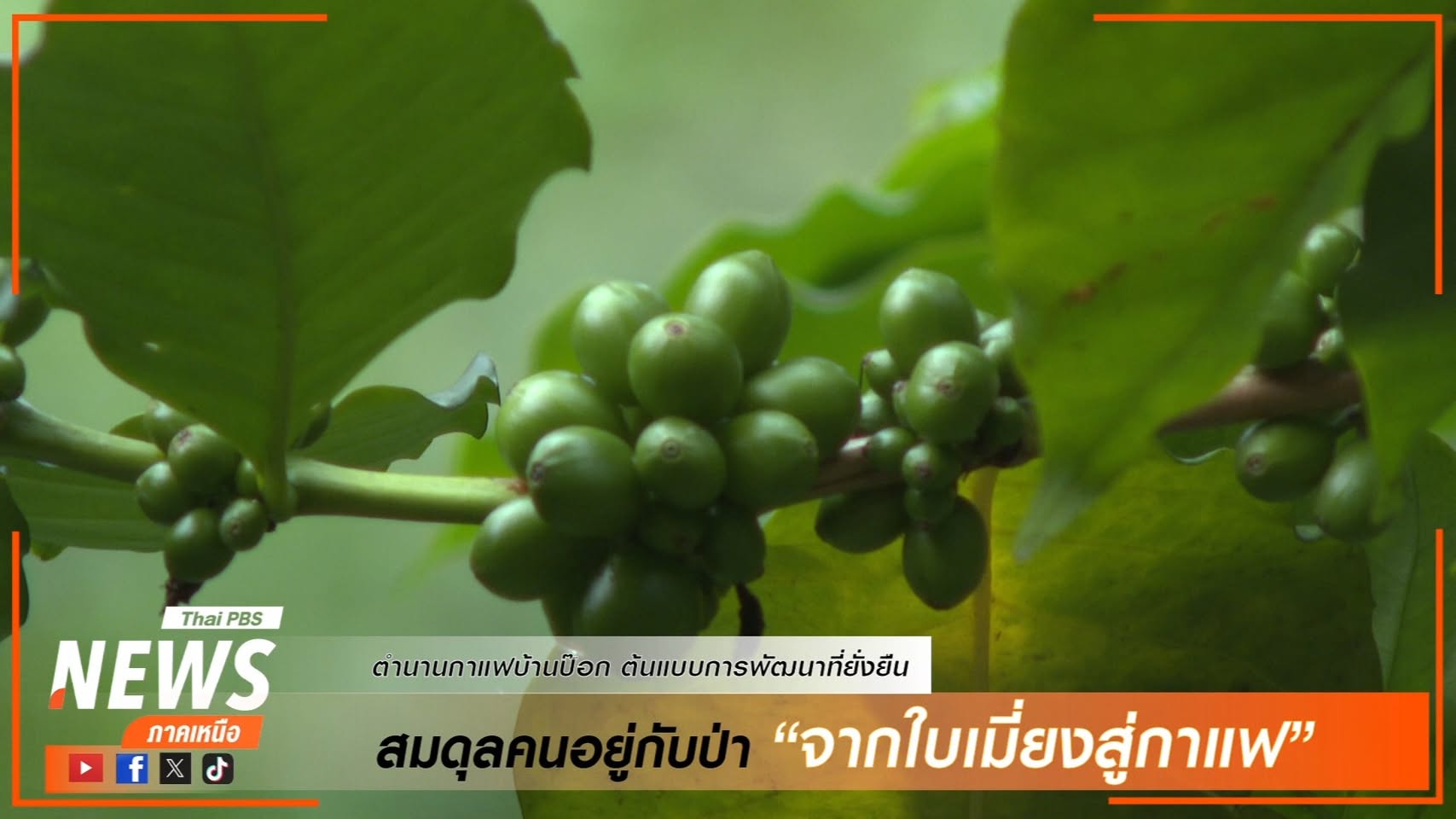 (6/7/68)-สมดุลคนอยู่กับป่า-จากใบเมี่ยงสู่กาแฟ-ชุมชนบ้านป๊อกใ