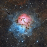 trifid-ที่สง่างาม