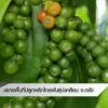 ขยายพื้นที่ปลูกพริกไทยพันธ์ุปะเหลียน-จ.ตรัง-