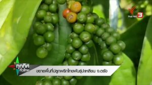 ขยายพื้นที่ปลูกพริกไทยพันธ์ุปะเหลียน-จ.ตรัง-