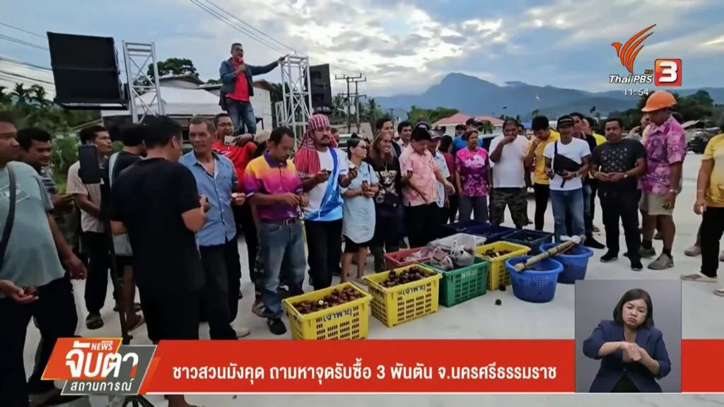 ชาวสวนมังคุด-ถามหาจุดรับซื้อ-3-พันตัน-จ.นครศรีธรรมราช-#thaip