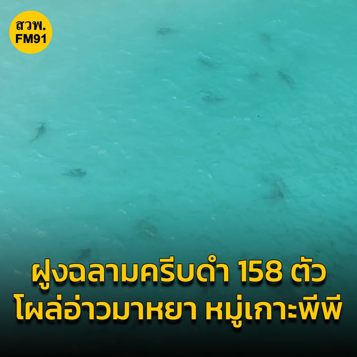 น่าทึ่ง-พบฉลามครีบดำมากถึง-158-ตัว-ในอ่าวมาหยา-พีพี-#ฉลามคร-|-2025-07-10-09:01:00