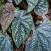 บีโกเนีย-(begonia)-เป็นพืชล้มลุก-อายุหลายปี-มีเหง้าอยู่ใต้ดิ